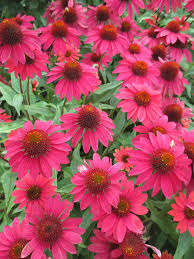Coneflowers are famous for their tall stems and large flowers with petals that droop down to form a cone shape. Sombrero Coneflowers Excellent Rotary Botanical Gardens