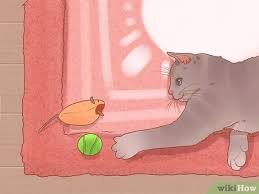 I've seen a few questions on here by other cat owners, and have often seen commenters recommend toxic plants or blow off concerns that cats might chew on their owner's toxic plants. 3 Ways To Prevent Cats From Eating Plants Wikihow