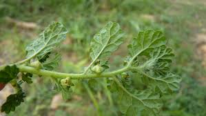Image result for Coldenia procumbens