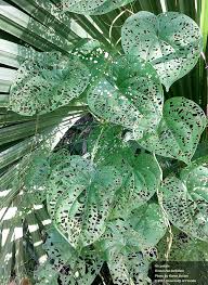 Image result for Dioscorea cochleari-apiculata