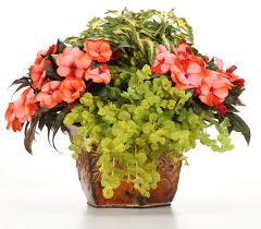 You'll find them in shades of pink, red. The Bright Side Of Shade Four Star Greenhouse