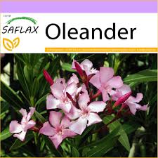 Der erste schnitt des oleanders sollte in. Saflax Oleander 50 Samen Nerium Kaufland De