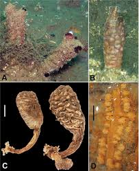 Image result for Styppeiochloa