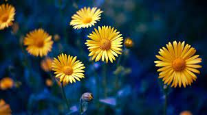 Edible flowers are the perfect addition to a spring menu! Grow Early Spring Flowers During The Last Phase Of Winter Giving You Much Awaited Early Signs Of Spring The Statesman