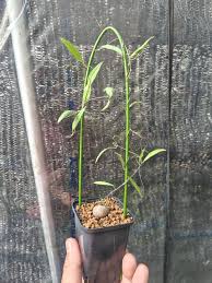Image result for Ipomoea lapathifolia