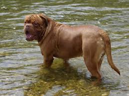 Check spelling or type a new query. Le Dogue De Bordeaux Wanimoveto