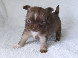 Apple headed chihuahuas apple head chihuahua is the type of chihuahua seen on the breed standard. Apple Head Long Hair Chihuahua Puppies For Sale Pets Lovers