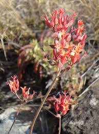 Image result for Kalanchoe rotundifolia