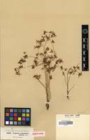 Image result for Pycreus flavidus