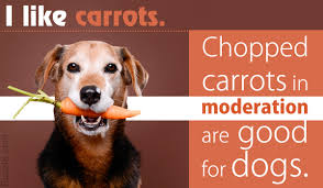 They're a good, natural treat, and most dogs like the flavor, too. Are Carrots Good For Dogs And How Much Can You Feed Them Dogappy
