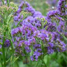 Limonium Flowers We Love Flower Style Magazine