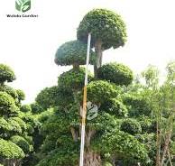 4.5m Aerial Roots Ficus Bonsai | Large Ficus Microcarpa Tree