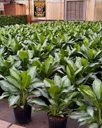 The Plant Stand of Arizona