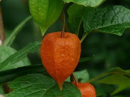 This is because the plant grows from rhizomes. How To Grow Chinese Lantern Flower Physalis Alkekengi Gardening Channel
