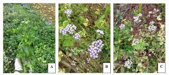 Insects Free Full Text Insecticidal And Histopathological Effects Of Ageratum Conyzoides Weed Extracts Against Dengue Vector Aedes Aegypti Html