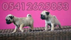 pug yavru fiyatlari 05412625853 pug yavru pug pug kopekler
