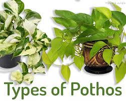 Worry no more because this article will explain in detail all the possible reasons for your beloved plant's leaves curling up. Types Of Pothos Plants To Add To Your Collection My Little Jungle