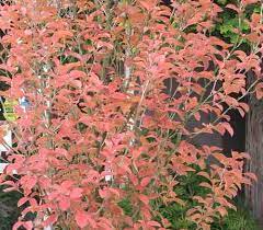 Stewartia rostrata is known as the upright stewartia. Stewartia At Portland Nursery And Garden Center