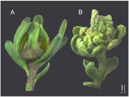 Image result for Polygalaceae