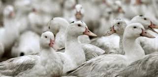 La gripe aviar es una infección causada por un cierto tipo de virus de la gripe aviar. P6qbd9efprnwkm