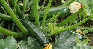 If you're planting on a hill, space your summer squash rows farther apart to encourage healthy plant growth. How To Plant And Grow Zucchini Squash Gardener S Path