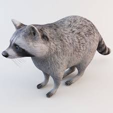 Raccoon Animal Modelled 3d Model Pet Raccoon Animals Raccoon