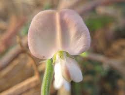 Image result for Tephrosia pumila