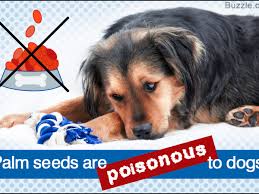 It works on all kinds of trees. Complete Dog Care Guide Are Palm Tree Seeds Poisonous To Dogs Dogappy