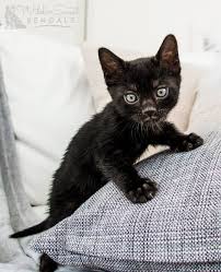 If you love a cat with an exotic look but without the size and danger of a wild cat, the bengal was developed with you in mind. Black Melanistic Bengal Cats For Sale Wild Sweet Bengals