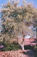 Image result for Combretum imberbe