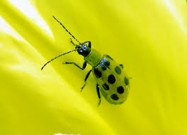 They're all over the skirting boards and i have seen them on my bedside table. Small Bugs Bite Treatment Bed Bug Identifier Type Place Color Edited