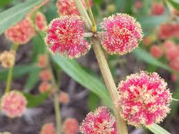 Image result for Acacia lasiopetala