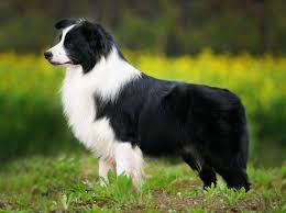 Nothe natural life span of the border collie is between 10 and 14 years, with an average lifespan of 12 years. Border Collie Wesen Und Eigenschaften Des Hundes