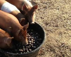 Image of Feral pigs eating acorns