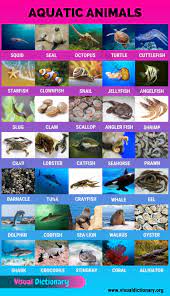 Aquatic Animals Wonderful List Of 35 Aquatic Animals For Students Visual Dictionary