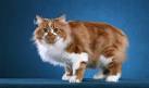 Cymric Cat Breed Information, Pictures, Characteristics ...