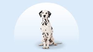 Image result for dalmatian