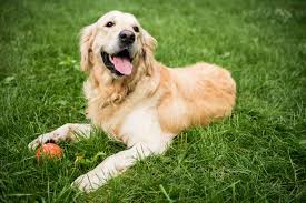 They offer the most popular dog history: You Need To See These 4 Dazzling Golden Retriever Colors K9 Web