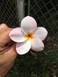 Favorite Guam Flower Plumeria Flowers Plumeria Tattoos And Piercings