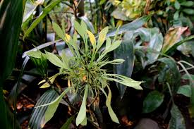 Image result for Crateva eminens