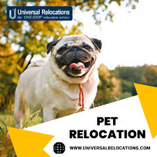 Our best connections in overseas courier delivery are between india to worldwide destination. Pet Relocation Pet Relocation Pets Pet Transport Service