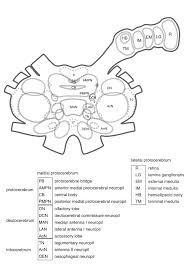 The central nervous system or cns include the brain and spinal cord. Brain Of Crayfish Htmldocs Invertebrate Brain Platform