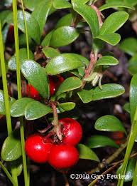 Image result for Uvaria schweinfurthii