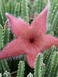 Sorry, we could not translate this listing to russian. Pin On Plants