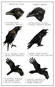 Once you understand the differences, it'll be simple to tell the 2 birds apart. Differences Between Crows And Ravens Crow Raven Black Bird