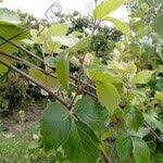 Image result for Rhoicissus tridentata