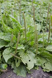 Image result for Plantago
