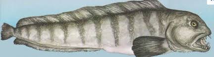 Dicentrarchus Labrax - Sea Bass - Lavraki - Branzino - Lubina - Bar -  Robalo - Spigola - Loup De Mer - Wolfsbarsch From Stratos S.A. In Greece -  Find Suppliers | Tridge