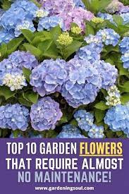 Top 10 Garden Flowers That Require Almost No Maintenance In 2020 Fast Growing Plants Garden Remedies Amazing Gardens