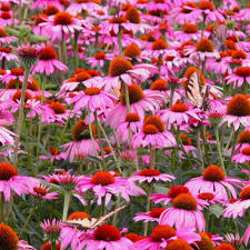 Image result for Echinacea purpurea `Magnus`